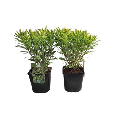 Euphorbia 'Ascot Rainbow' Euphorbia 'Ascot Rainbow'